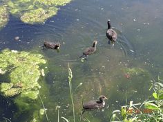 three ducks are swimming in the water near some grass and weeds on the shore line