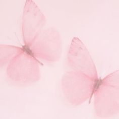 two pink butterflies flying in the air