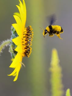 a bee is flying near a sunflower