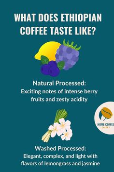 What does Ethiopian coffee taste like? Explanation for washed and natural processed coffee beans Coffee Chart, Ethiopian Coffee, Berry Fruit, Coffee Tasting, Home Coffee, Flavor Profiles, Coffee Flavor, Lemon Grass, Ethiopia