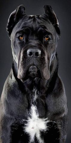 a black and white dog with an orange eye looking at the camera while sitting down