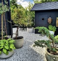 a cat sitting in the middle of a graveled area next to potted plants