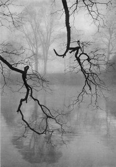 black and white photograph of tree branches in the water with foggy sky behind them