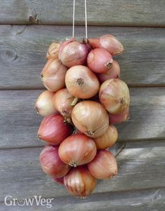 onions are hanging from the side of a wooden fence