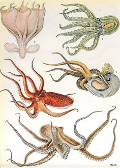 an image of octopuses and other sea creatures