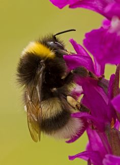 a close up of a bee on a purple flower