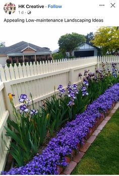 purple flowers line the side of a white fence