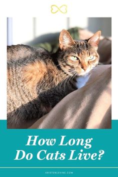 a cat laying on top of a bed with the words how long do cats live?