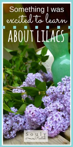 purple lilacs with the words, something i was excited to learn about lilacs