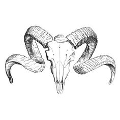 an animal skull with long horns and large curled horns on it's head, vintage line drawing or engraving