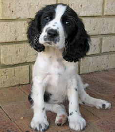 a black and white dog sitting on top of a brick floor next to a wall