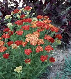 some red and yellow flowers are growing in the dirt next to purple plants with green leaves