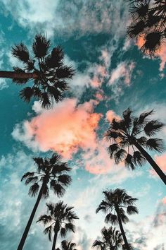 the sky is filled with pink clouds and palm trees