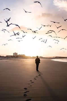 a person walking on the beach with birds flying overhead