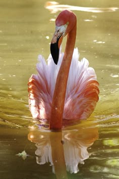 a pink flamingo is swimming in the water