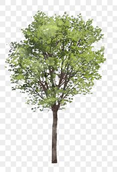 a tree with green leaves on the top and bottom branches, transparent background png