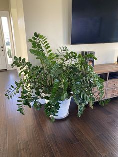 a potted plant sitting on top of a hard wood floor next to a tv