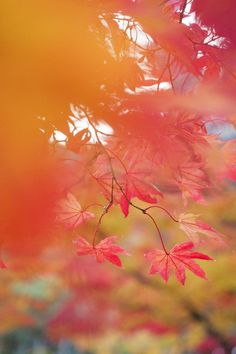 red leaves are hanging from the branches of a tree