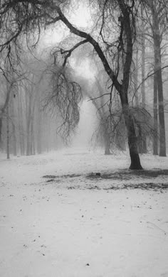 a black and white photo of trees in the snow