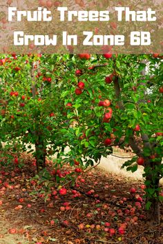 an apple tree filled with lots of red apples and the words fruit trees that grow in zone 6b