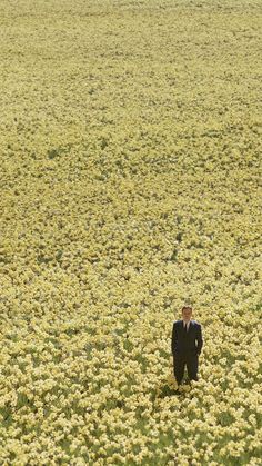 a man in a suit standing in the middle of a field full of yellow flowers