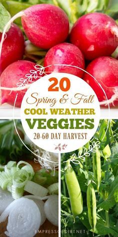 some vegetables are shown with the title saying 20 spring and fall cool weather veggies