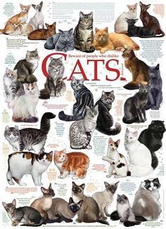 a poster with cats all over the place and in different colors, sizes and shapes