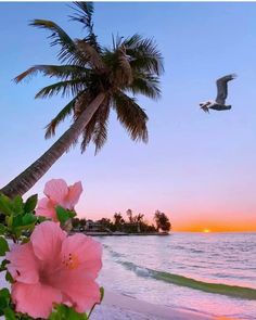 a bird flying over the ocean with pink flowers in front of it and a palm tree