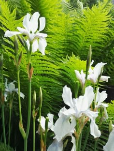 some white flowers and green plants in the grass