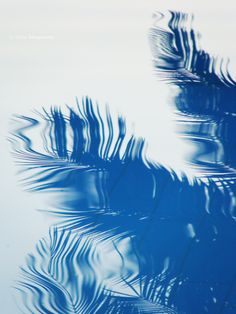 palm leaves are reflected in the water on a sunny day