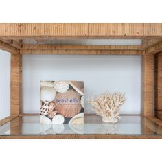 a glass shelf with shells on it and a book about seashells in the background