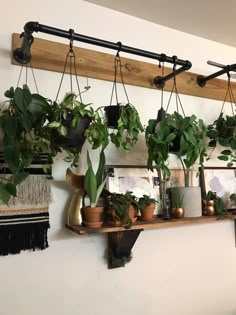 several potted plants are hanging on the wall above a shelf with pictures and other items