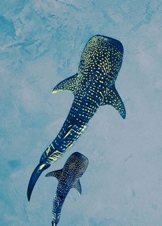 two large fish swimming next to each other in the blue water, one is bigger than the other