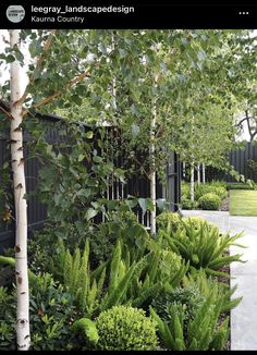 an outdoor garden with lots of plants and trees