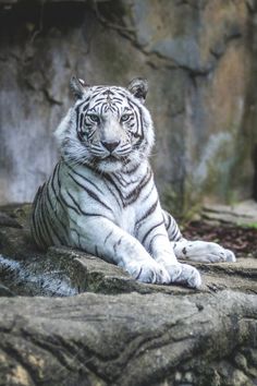 a white tiger laying on top of a rock