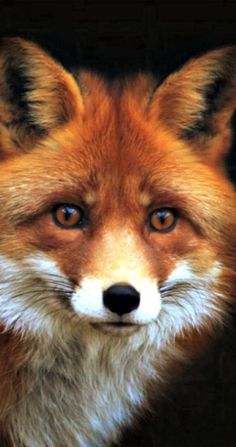 an orange fox with blue eyes looking at the camera while standing in front of a black background