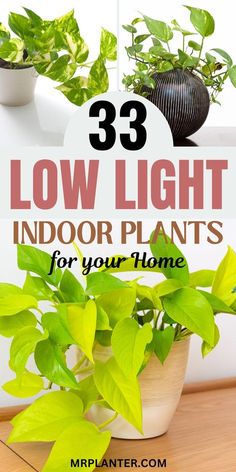 some plants that are sitting in a pot on a table with text overlay reading 23 low light indoor plants for your home