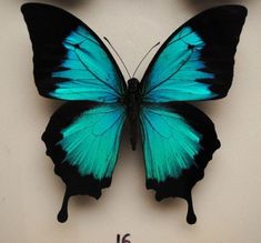 a blue and black butterfly sitting on top of a white table next to a clock