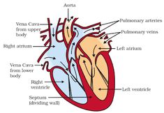 the structure of the heart and its major vessels, including the ventrical artery