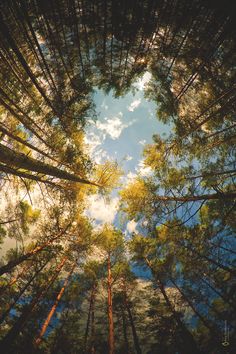 looking up at the tops of tall pine trees