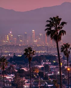 the city skyline is lit up at night, with palm trees in front of it