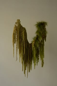 some green plants hanging from the side of a wall with white walls in the background