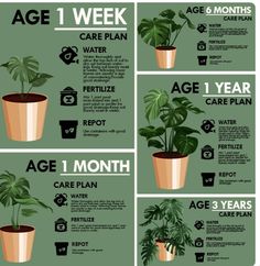 the stages of houseplants in pots and how to care for them info poster