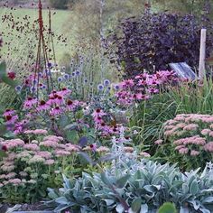 a garden filled with lots of different types of flowers