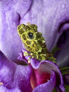 a frog sitting on top of a purple flower with drops of water on its face