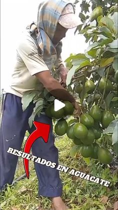 the man is picking fruit from the tree