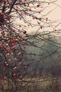 an apple tree with lots of fruit hanging from it's branches in a field