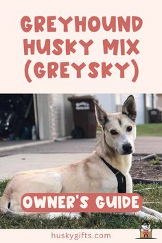 Greyhound Husky Mix (Greysky): Owner’s Guide Exercise Routines