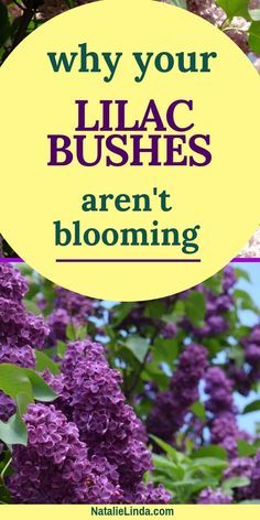 purple lilacs with the words why your lilac bushes aren't blooming