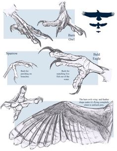 some drawings of different types of birds